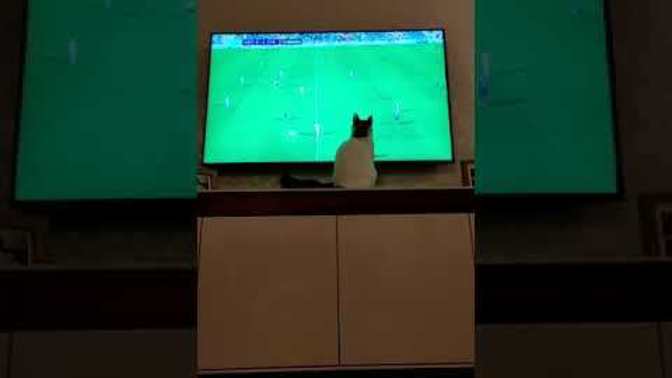 Sizin de hayvanınızın garip ama komik hareketleri var mı?