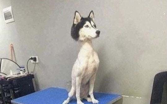 Köpeğimin tüylerini saç kesme makinesiyle kesebilir miyim?