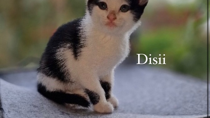 Siz olsaniz hangisini alirdiniz?