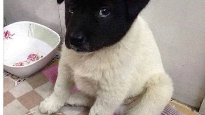 Bu köpek senin olsa adını ne koyardın?