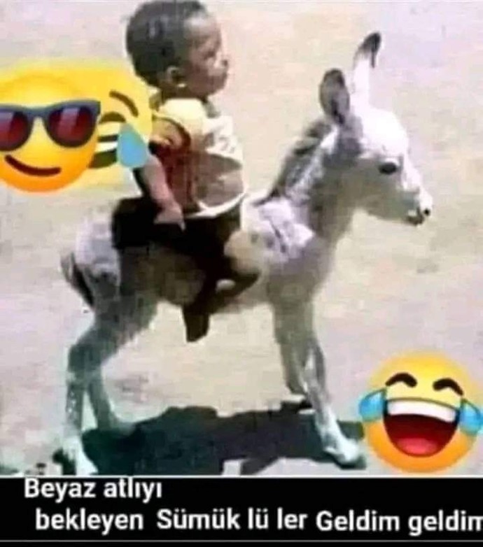 En komik bulduğunuz hayvan hangisi?