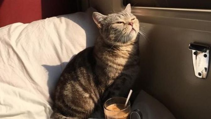 Kediler oturup gözlerini kısarak baktığında çok tatlı ve cool olmuyorlar mı?