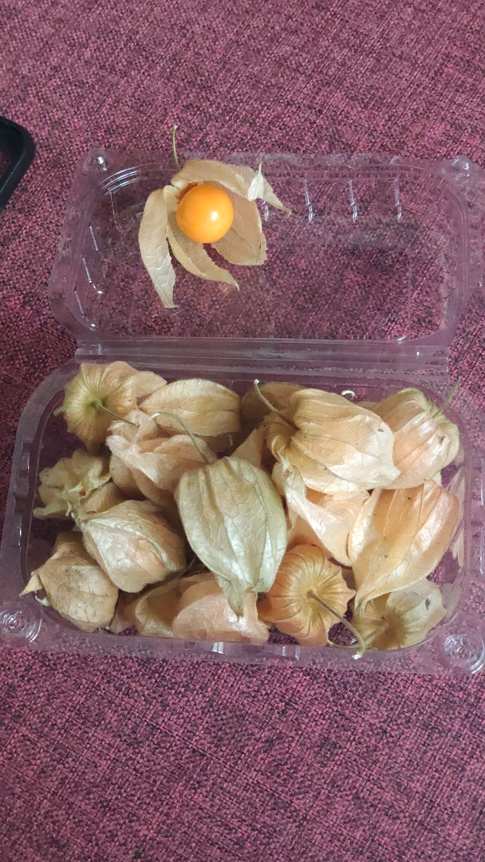 Altın Çilek