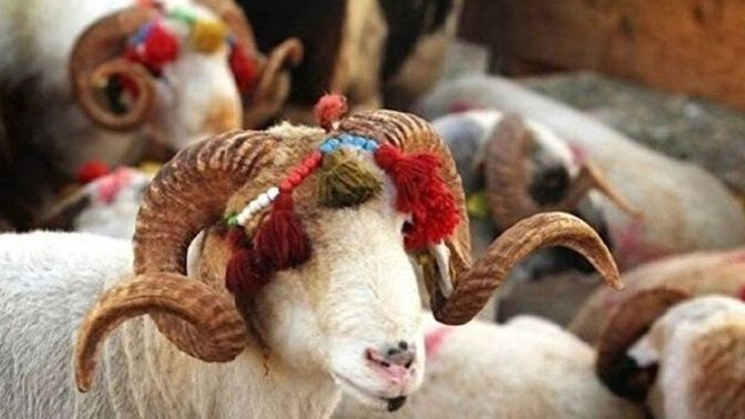 Dini vazife olan kurban kesimine karşı mısın?
