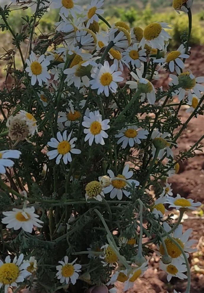 Hangi çiçeği seversiniz 🌺?