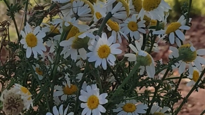 Hangi çiçeği seversiniz 🌺?