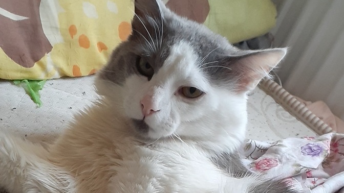 Bu kedinin cinsi nedir, öğrenmek istiyorum?