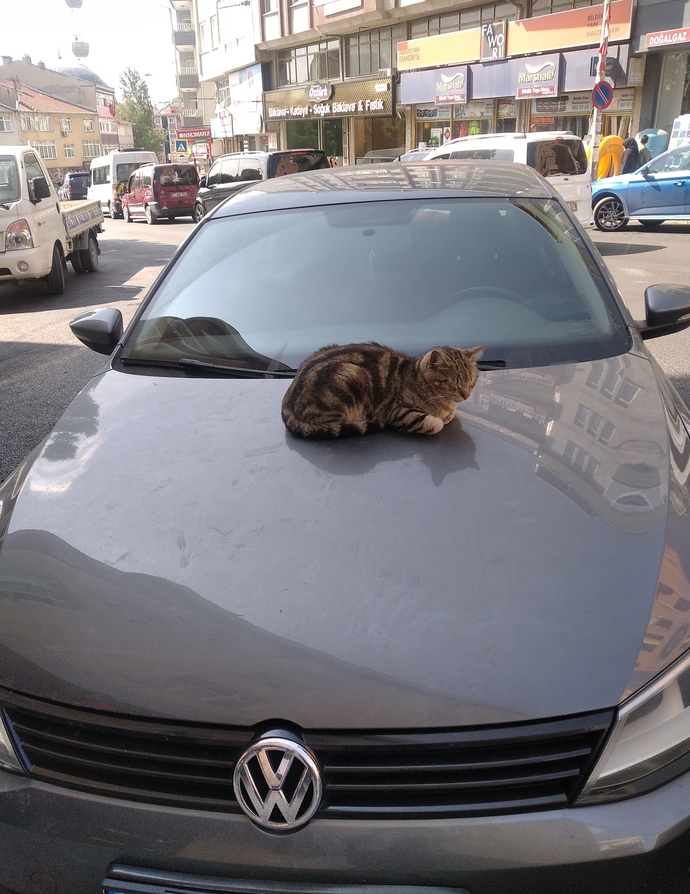 Arkadşlar babamn maddi durumu oldkça iyi bana doğum günümde böyle bir hediye almış şimdi sorum şu ben bu kediyi nerde besliycem?