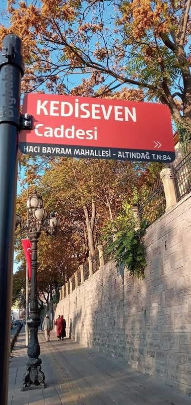 Arkadşlar babamn maddi durumu oldkça iyi bana doğum günümde böyle bir hediye almış şimdi sorum şu ben bu kediyi nerde besliycem?