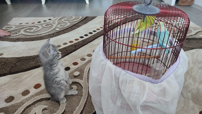 Evinizde hayvan besliyor musunuz?