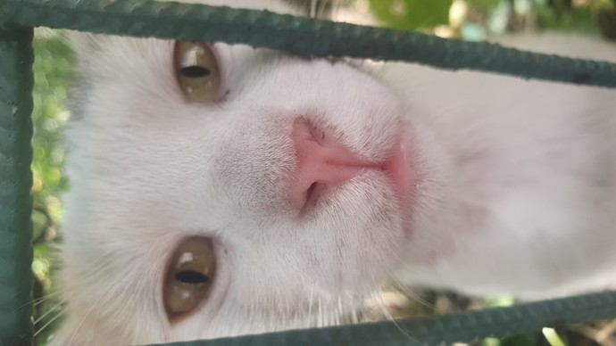 Kedinizin adı ne?