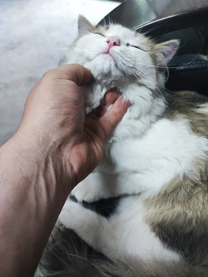 Kedinizin adı ne?