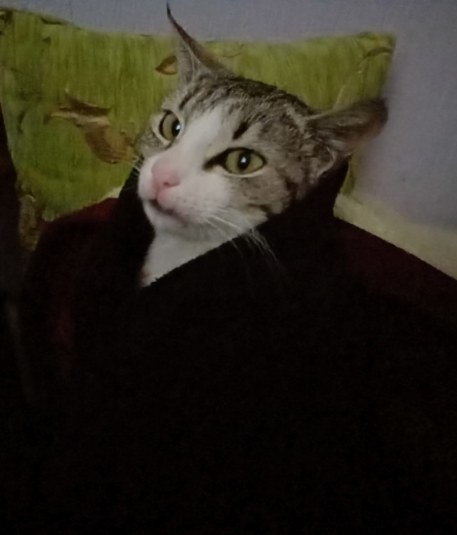 Kedinizin adı ne?