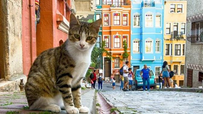Yaşadığınız şehri seviyor musunuz?