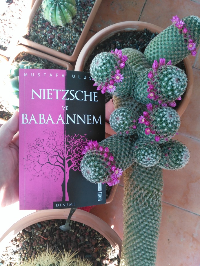 Kaktüsümün türü: Mammillaria matudae
