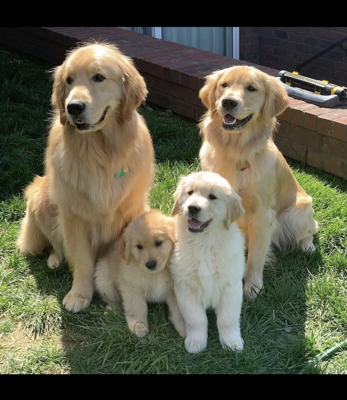 Sizce en sevimli köpek cinsi hangisi?