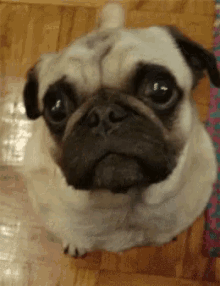 Sizce en sevimli köpek cinsi hangisi?
