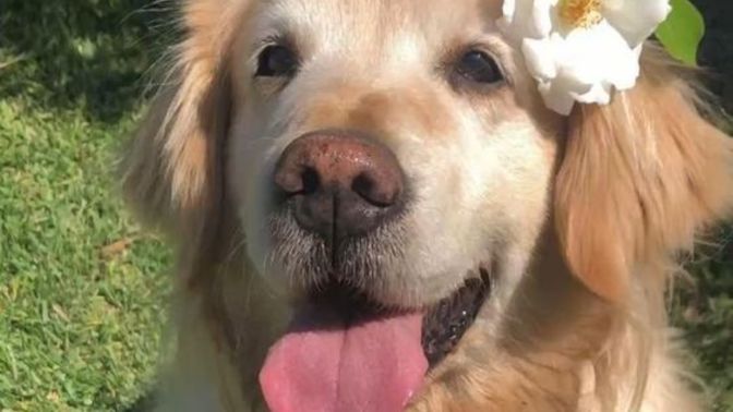 Sizce en sevimli köpek cinsi hangisi?