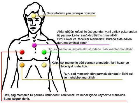 Kalp kaça ayrılır?