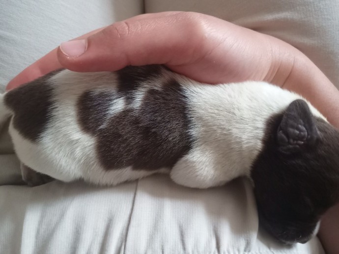 Bu tatlı köpeğin adı ne olsun 🐶🐾?