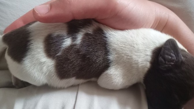 Bu tatlı köpeğin adı ne olsun 🐶🐾?