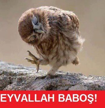 Torunlarım nasılsınız iyi mi geceler?
