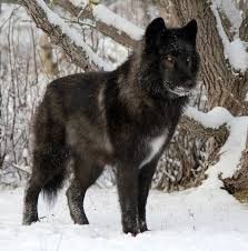 Evime bu köpekten alsam rahat eder mi?