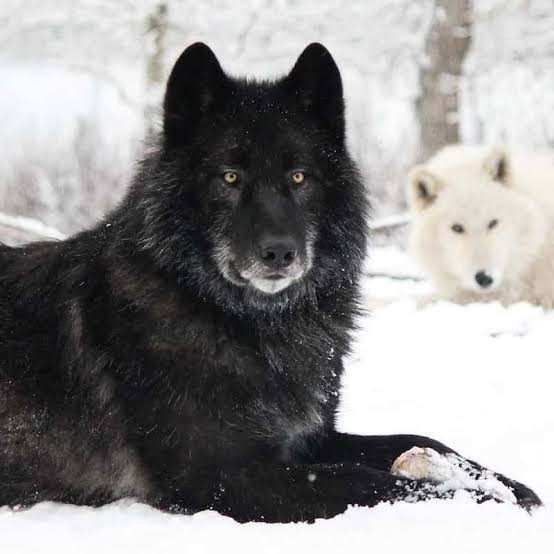 Bahçeye hangi renkteki köpeği alayım?