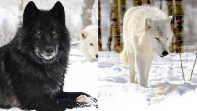 Bahçeye hangi renkteki köpeği alayım?