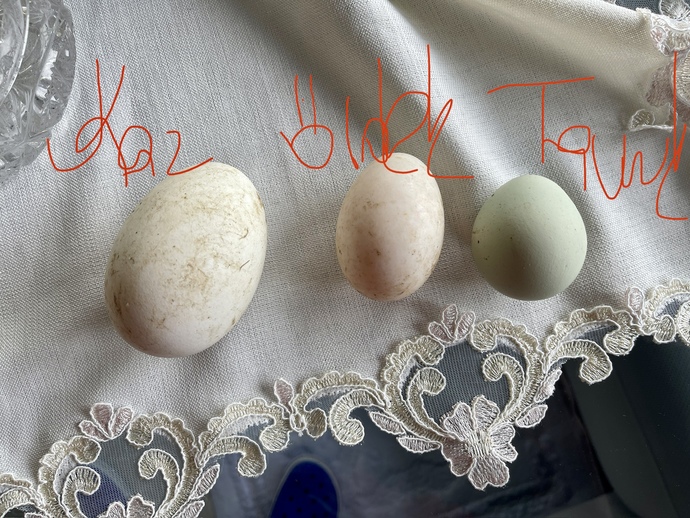 Daha önce kaz yumurtası gördün mü? Kaz, ördek yumurtası yedin mi?