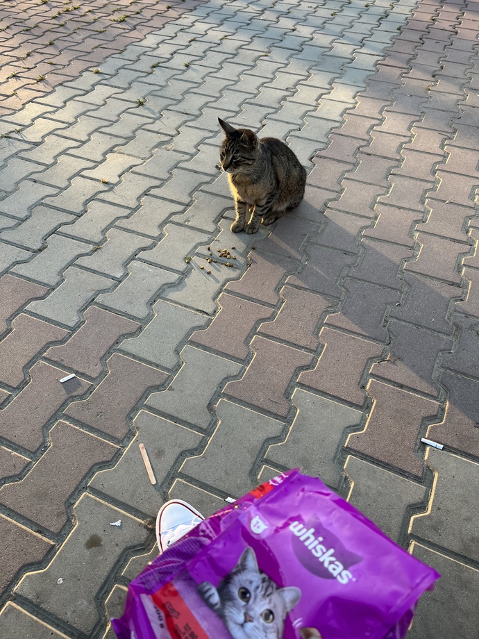 😻