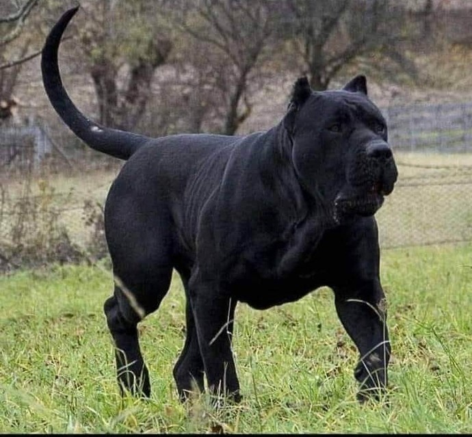 Bu köpek senin olsa adını ne koyardın?