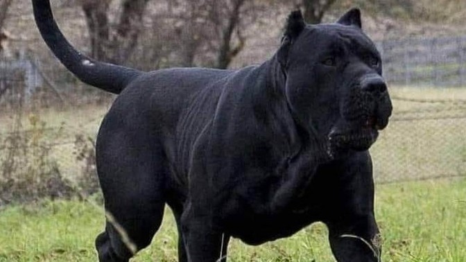 Bu köpek senin olsa adını ne koyardın?