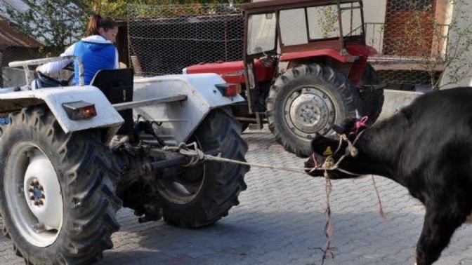 Kurban katliam mı bayram mı?