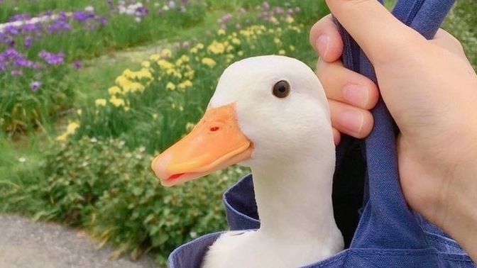 Gezmeyi mi, gezdirilmeyi mi daha çok seviyorsunuz?