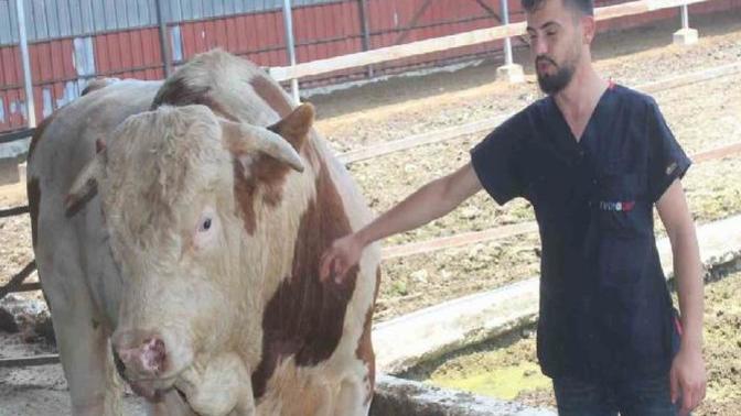Kral Boğayı 250.000 liraya satışa çıkardılar! Kurban Bayramı'nda ne alacaksınız?
