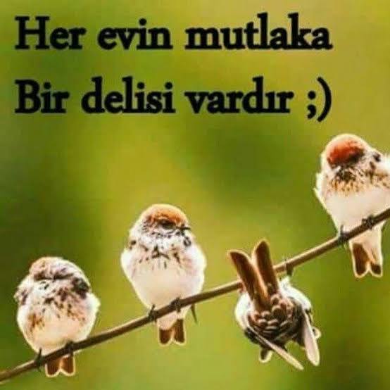 Sizin ailenin delisi kim?