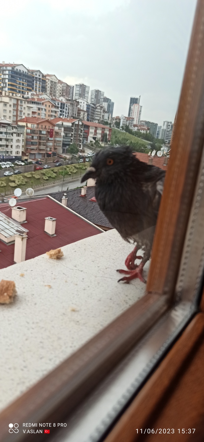 Birine kıyamamak onu sevmek anlamına mı gelir?