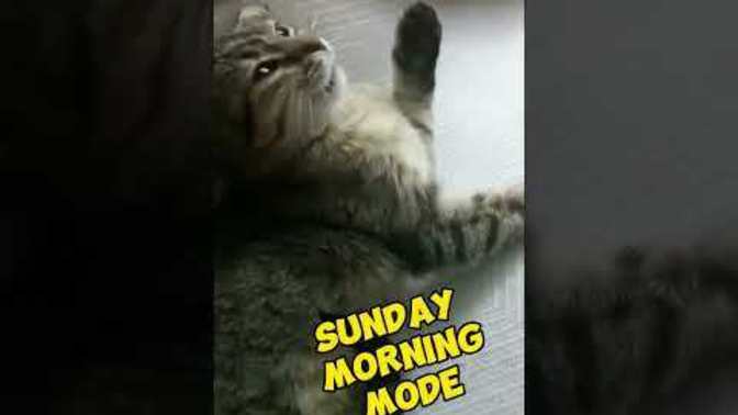Pazar sabahları uyandırılmaktan nefret eder misin?