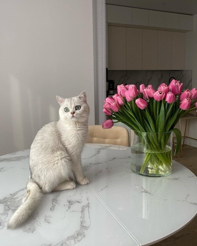 Şu an bizim kedileri özlediğimi farkettim kavuşunca ahah 🤍🌸