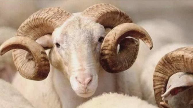 Kurban Bayramı ve kurban fiyatları hakkında ne düşünüyorsunuz?