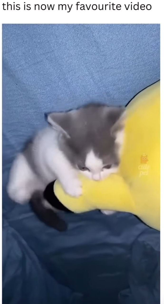 Dışarda yavru kedi buldum baktım annesi de yoktu eve getirdim bitlidir diye sirkeli ılık suyla yıkadım şimdi titriyor ölmez dimi?