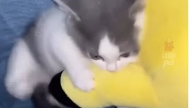 Dışarda yavru kedi buldum baktım annesi de yoktu eve getirdim bitlidir diye sirkeli ılık suyla yıkadım şimdi titriyor ölmez dimi?