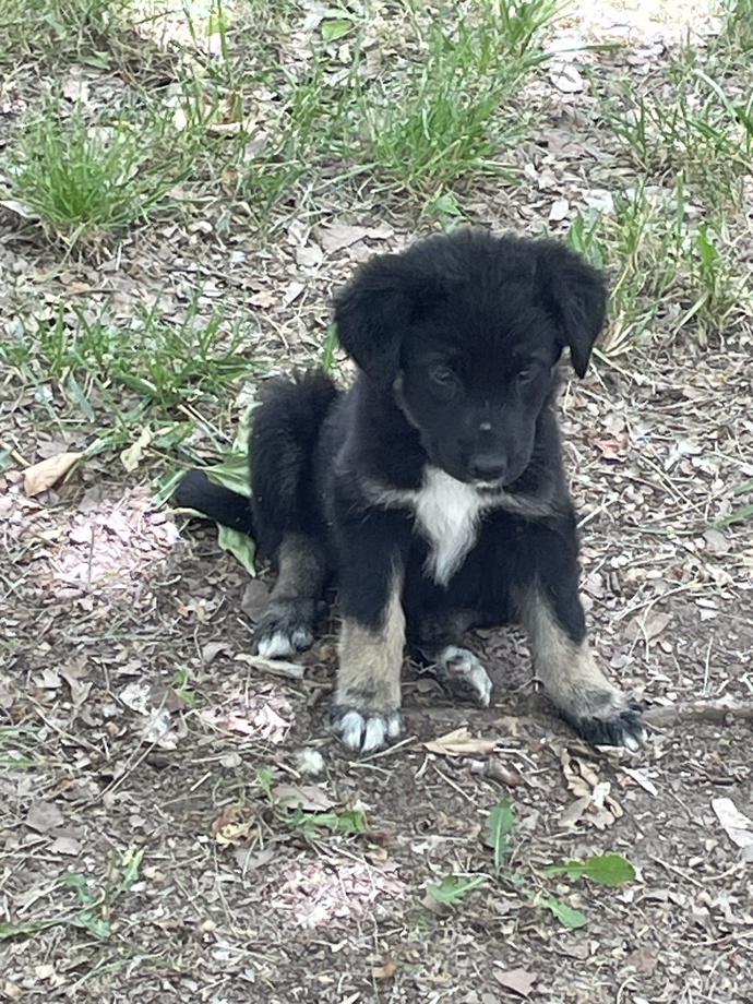 Hangi bebiş saha tatlı?