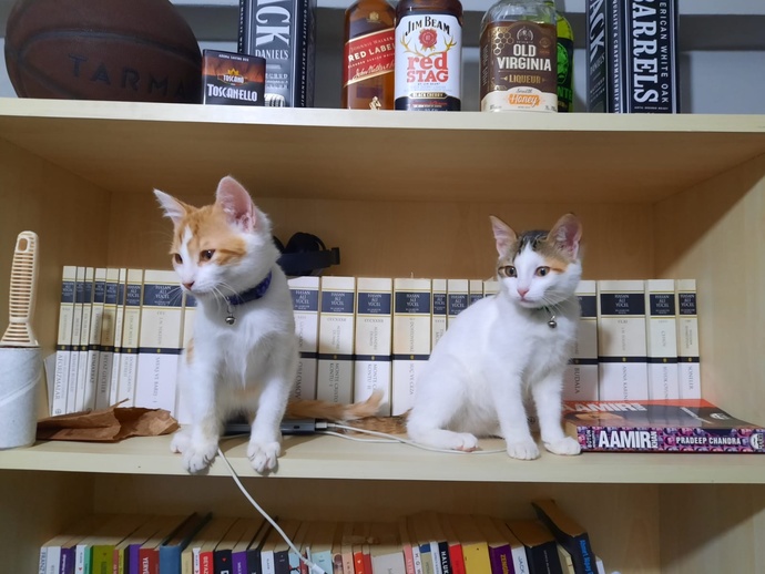 Hangi marka kedi maması kullanıyorsunuz?