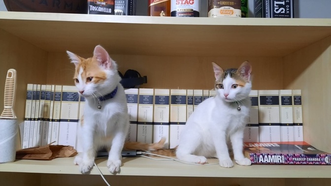 Hangi marka kedi maması kullanıyorsunuz?