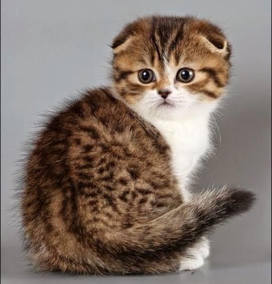 Scottish fold ve tekir karışımı kediler çok tatlı değil mi😍?