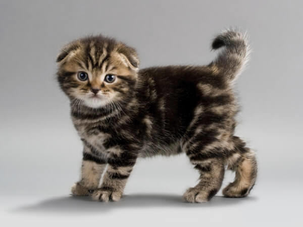 Scottish fold ve tekir karışımı kediler çok tatlı değil mi😍?