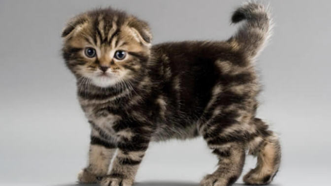 Scottish fold ve tekir karışımı kediler çok tatlı değil mi😍?