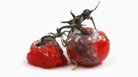 Menemene domates lazım bu olur mu arkadaşlar?